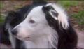 dr dolittle 3-avi_1000_316.jpg